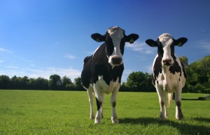 Cows and Curaderm iStock 000002066568Small 300x194 Eggplant Extract Known as BEC