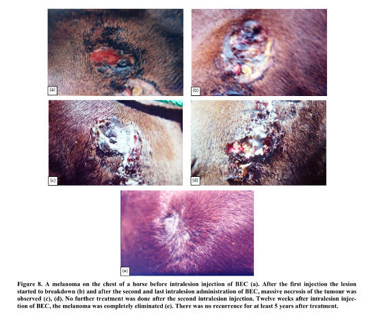 Melanoma on Horse treated with Curaderm